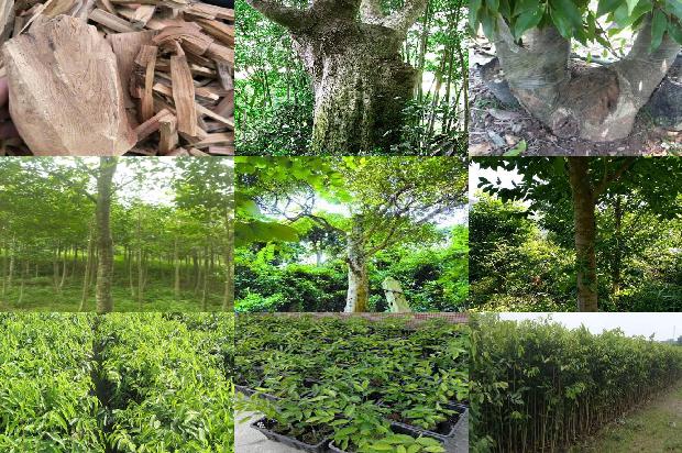 陕西能种植沉香树吗24条介绍，来看看有哪些1666369225948