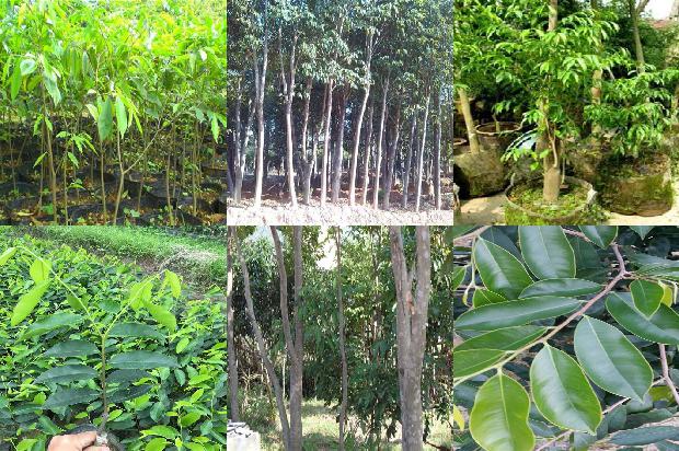 陕西能种植沉香树吗24条介绍，来看看有哪些1666369225954