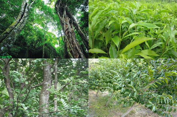 沉香树怎么种植的22条小知识