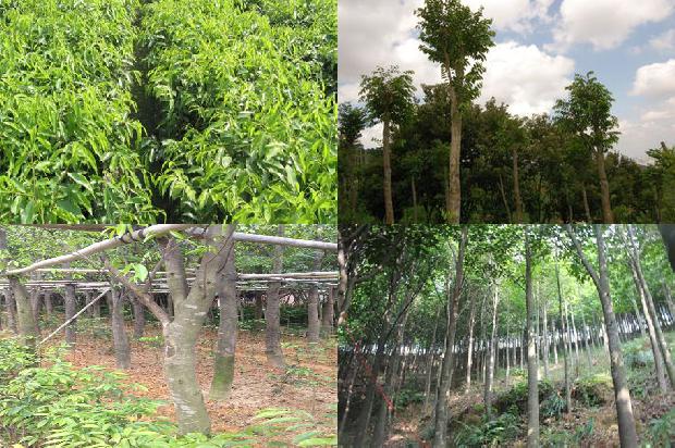 沉香树怎么种植的22条小知识1666369265129