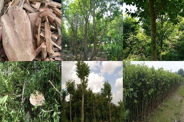 沉香树怎么种植的22条小知识1666369265141