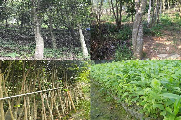 怎样种好沉香树-必看21条小知识1666369270547