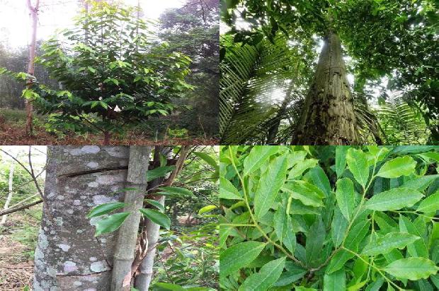 沉香树树苗价格1695427779107 沉香树树苗价格1695427779107