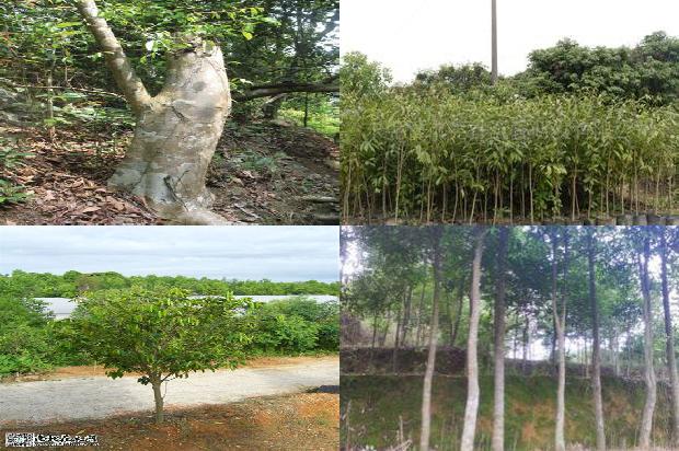 沉香树结果有什么作用的33条小知识1666455636340