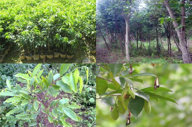 沉香树结果有什么作用的33条小知识1666455636352