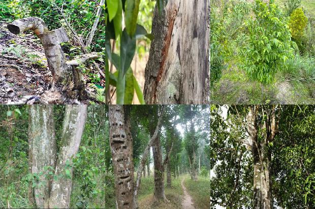 沉香树结果有什么作用的33条小知识1666455636358