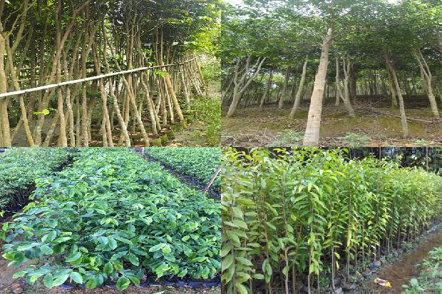 沉香树结果有什么作用的33条小知识1666455636364