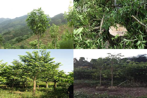 沉香树结果有什么作用的33条小知识1666455636370