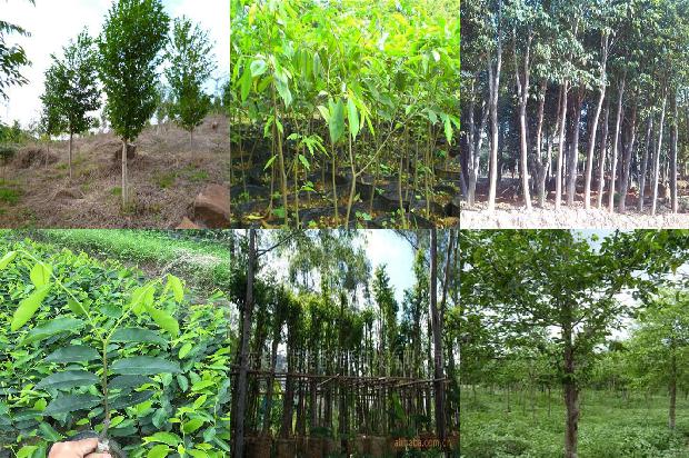 沉香树苗的种植方法1698970121557 沉香树苗的种植方法1698970121557