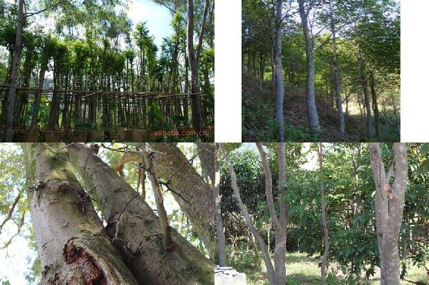 沉香树苗价格多少钱-必看28条小知识1666542036265