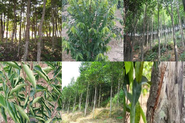 沉香树造香技术21条介绍，来看看有哪些1666542079687