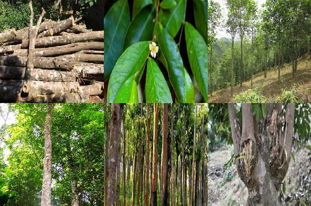 沉香树可以扦插吗的17条小知识1666542090929 沉香树可以扦插吗的17条小知识1666542090929