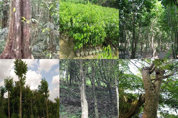 沉香树可以扦插吗的17条小知识1666542090935 沉香树可以扦插吗的17条小知识1666542090935