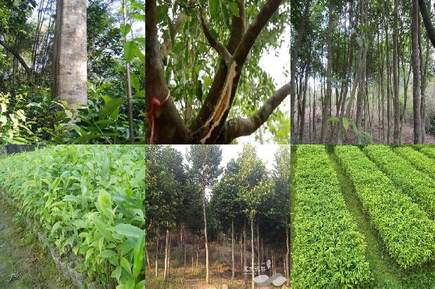 沉香树可以扦插吗的17条小知识1666542090941 沉香树可以扦插吗的17条小知识1666542090941