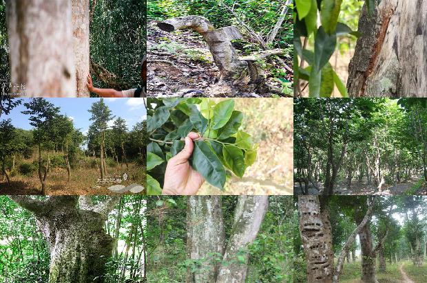 沉香树可以扦插吗的17条小知识1666542090947 沉香树可以扦插吗的17条小知识1666542090947