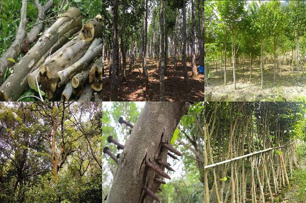 沉香树可以扦插吗的17条小知识1666542090953 沉香树可以扦插吗的17条小知识1666542090953