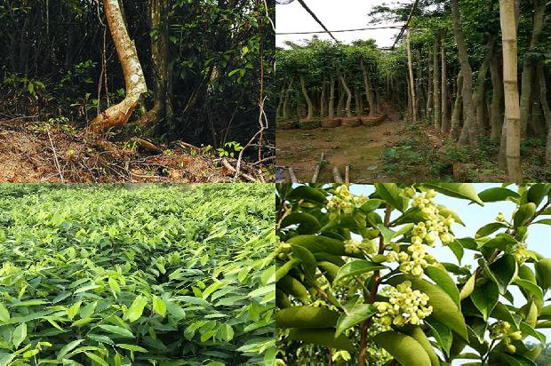 沉香树可以扦插吗的17条小知识1666542090959 沉香树可以扦插吗的17条小知识1666542090959