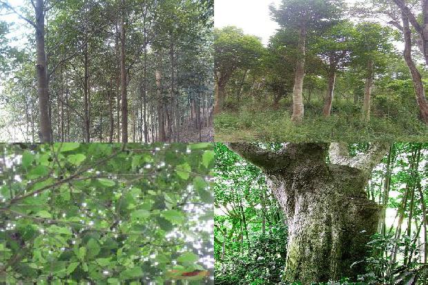 沉香吧1688430318677 沉香吧1688430318677