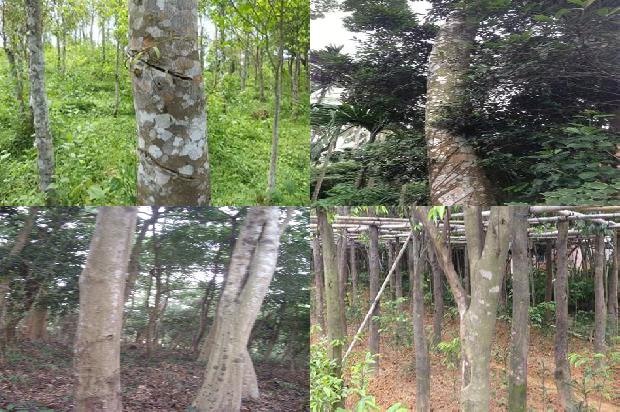 福建可以种沉香树吗35条介绍，一定要看！
