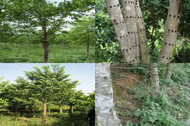 沉香树苗价格多少一根18条介绍，你知道么？1666713930120