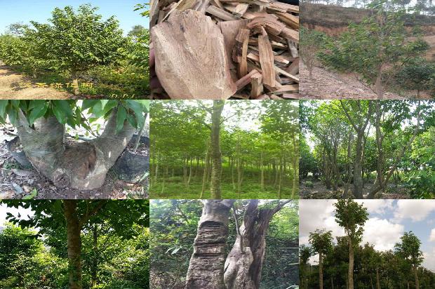 3年沉香树苗价格17条介绍，来看看有哪些1666713951621