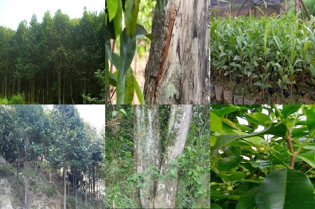 沉香树北方能种植吗25条介绍，来看看有哪些1666713959830