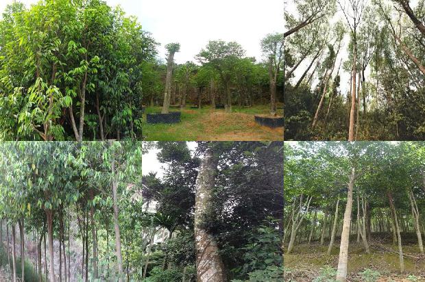 沉香树北方能种植吗25条介绍，来看看有哪些1666713959836