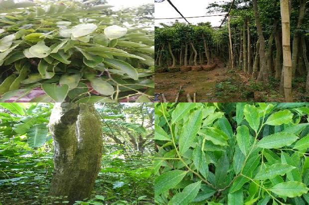 沉香树北方能种植吗25条介绍，来看看有哪些1666713959842