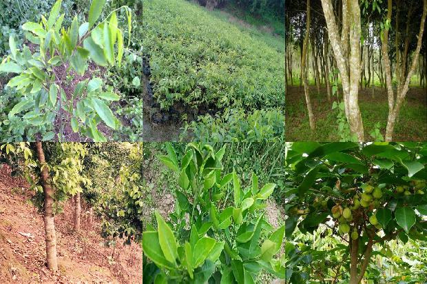 沉香树北方能种植吗25条介绍，来看看有哪些1666713959848