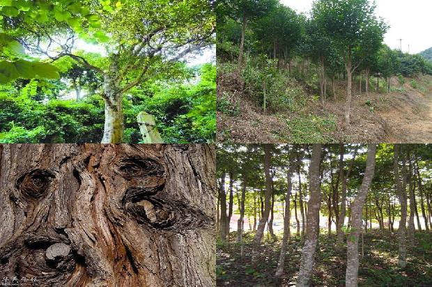 种沉香树适应哪些地方27条介绍，来看看有哪些1666713971046