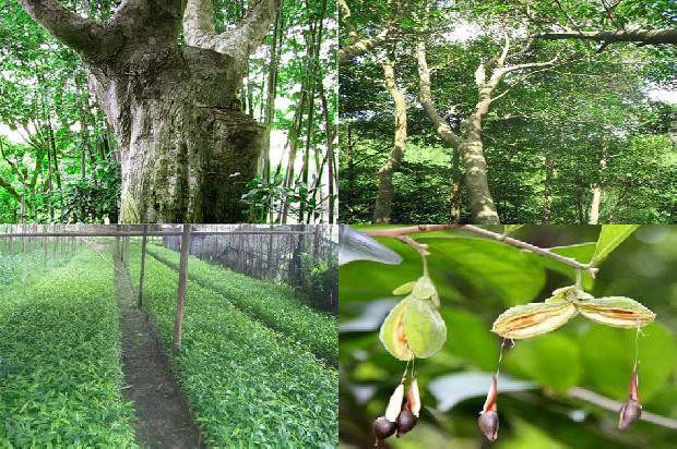 沉香树苗价位必看27点！