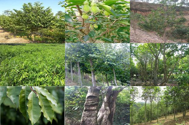 2019年沉香的价格1693699797727 2019年沉香的价格1693699797727