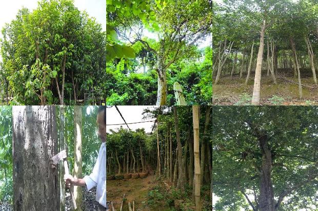 沉香树苗奇楠21条介绍
