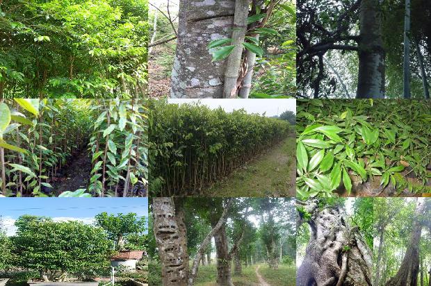 沉香树假植苗1697069386684 沉香树假植苗1697069386684