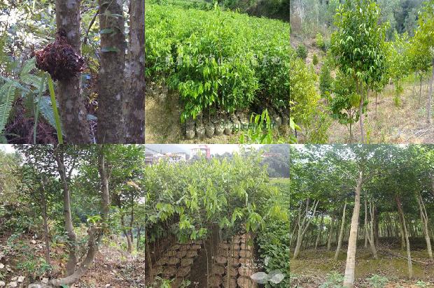 沉香树的种植方法的需要什么28条介绍，来看看有哪些1666887905568