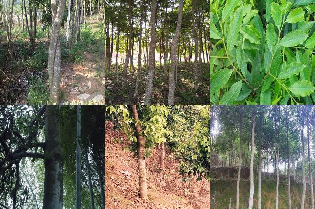 沉香树的种植方法的需要什么28条介绍，来看看有哪些1666887905998