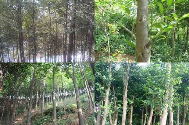 虎斑沉香价格1692576559805 虎斑沉香价格1692576559805