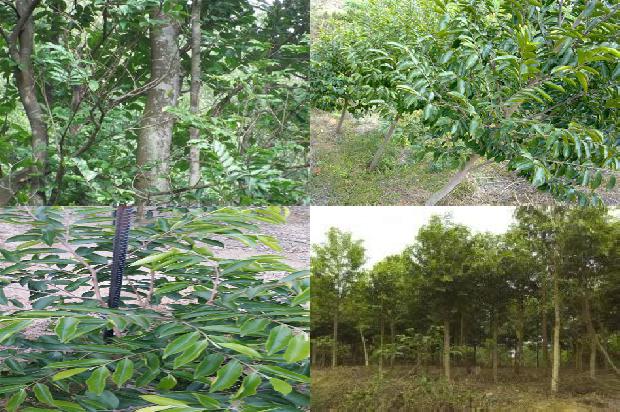 四川可以种奇楠沉香树吗27条介绍，你知道么？1666973164029