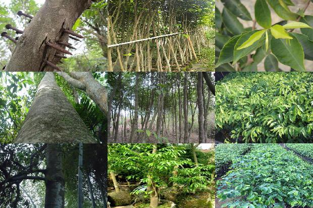 5年沉香树与10年沉香树26条介绍，一定要看！