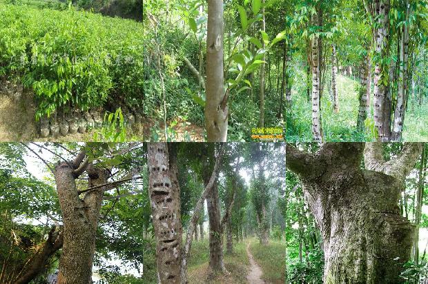 沉香树值多少钱23条介绍，来看看有哪些1667146297190