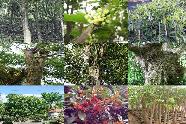 沉香树在河南可以种植吗-必看23条小知识