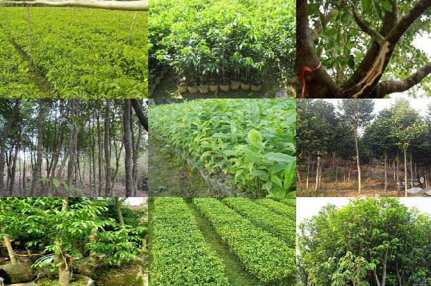 沉香树在河南可以种植吗-必看23条小知识1667146315194