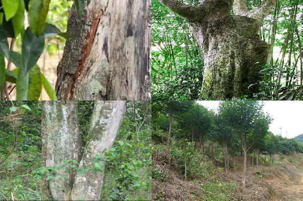 沉香树在河南可以种植吗-必看23条小知识1667146315200