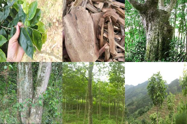 奇楠沉香树苗那里有卖27条介绍，一定要看！