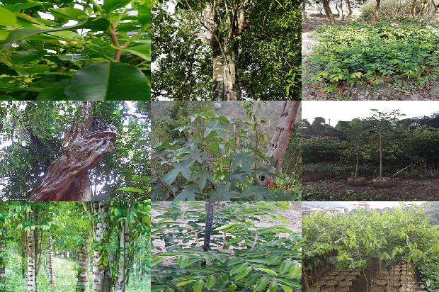 奇楠沉香树那里可以种植的31条小知识