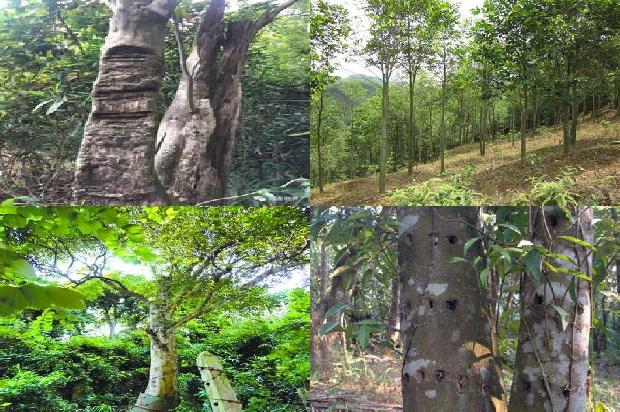 沉香树香吗19条介绍，一定要看！