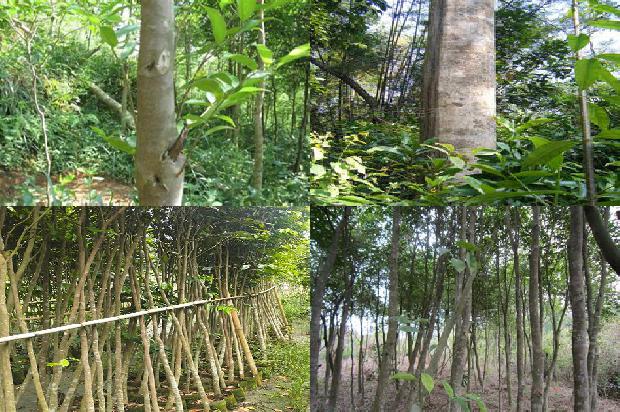 沉香树多少费用一棵16条介绍,一定要看!1667232716418 沉香树多少费用一棵16条介绍,一定要看!1667232716418