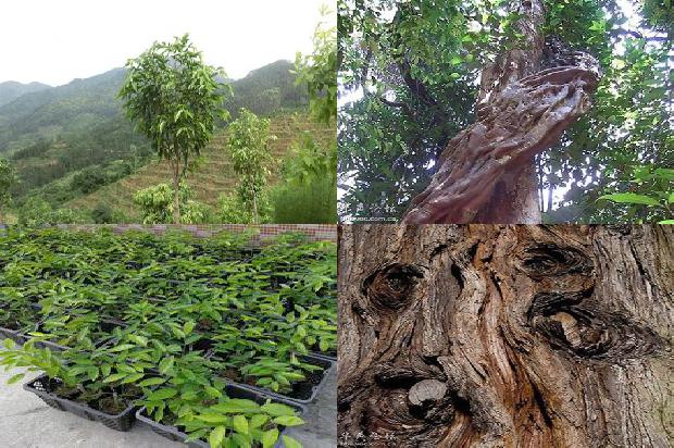 老沉香树25条介绍,你知道么?1667232721762 老沉香树25条介绍,你知道么?1667232721762
