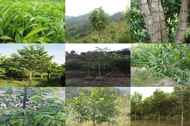 沉香树的花19条介绍，你知道么？