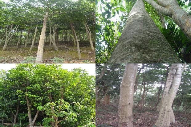 沉香树苗多少钱一棵28条介绍,来看看有哪些1667462715637 沉香树苗多少钱一棵28条介绍,来看看有哪些1667462715637